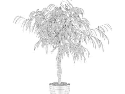 Ficus Ali 3D model