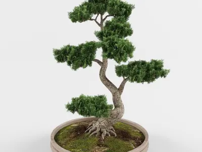 Bonsai tree 01 3D model