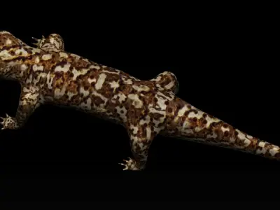 Gecko Lizard Low-poly 3D model