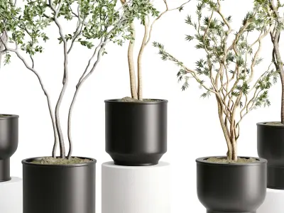 Branch Tree in a plastic pot - indoor plant 579 3D model