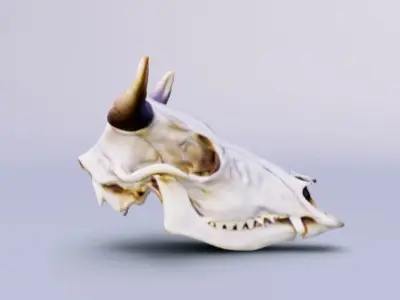 Cowboy cow skull with horns 3D model