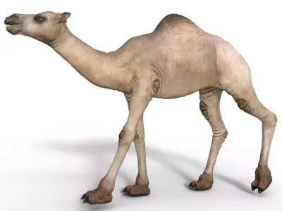 Camel 3D model