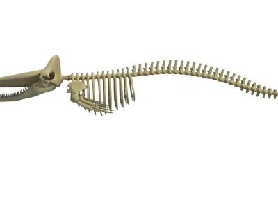 Sperm Whale Skeleton 3D model