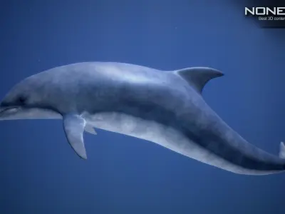 Animated Dolphin Unity Low-poly 3D model