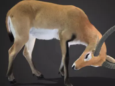 Lechwe Antelope Realistic Animated 3D model