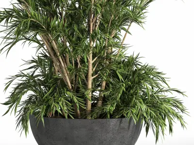 Indoor Plant Set 13 Palm in Plant  3D model