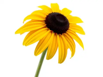 Sunny Daisy Blossom model pack Low-poly 3D model