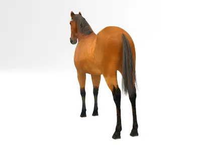 Brown Horse 3D model