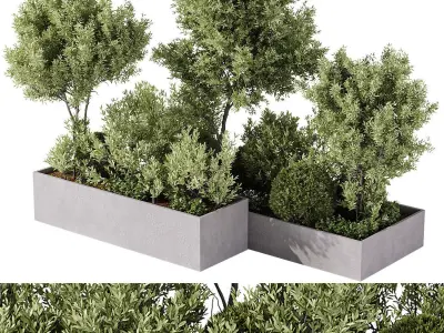 Outdoor Plants - 5 Plants in box 3D model
