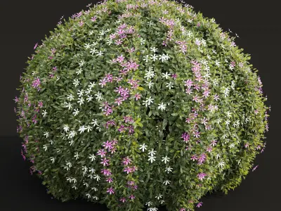 New Plant Cuphea Hookeriana Carthagenensis Decorative01 3D model