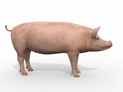 Porky the pig - animated 3d fur model 3D model