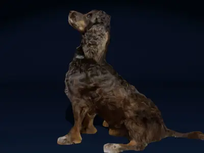 Sitting Cocker Spaniel Dog Photoscan Low-poly 3D model