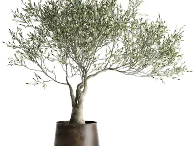 Olive tree in a flowerpot for the interior 969 3D model