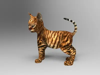 Wild Cute Cat Rigged  Low-poly 3D model purchase