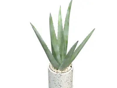 Healthy Aloe Vera Plant In Ceramic Vase PBR 3D model
