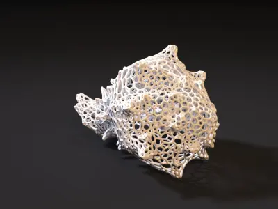 Sea shell 3D print model