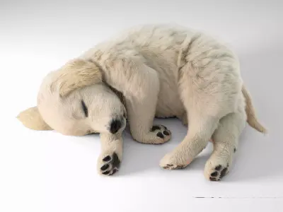 Golden Retriever sleeping dog puppy  3D model