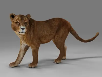 Lioness Rigged  V02 in Blender Low-poly 3D model