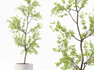 Collection Indoor Plants 018 3D model