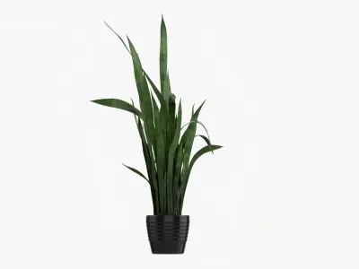 Snake plant Dracaena trifasciata 02 3D model