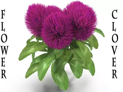 Flower Clover 3D model