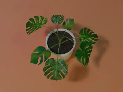 Monstera indoor plant PBR Ready for Unreal Engine 5 Low-poly 3D model