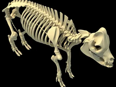 Pig Skeleton 3D model