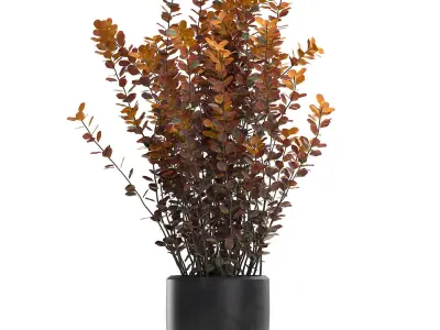 Barberry Thunberg in a black pot for the interior 698 3D model