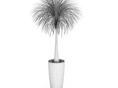 Palm Tree in Round Pot 3 3D model