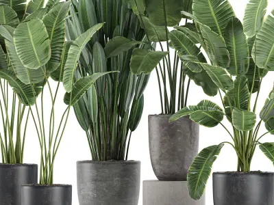 Decorative plants for the interior in flowerpots 614 3D model