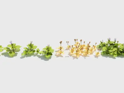 Mazus plants 3D model