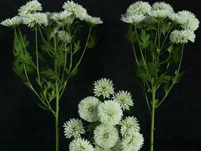 Flower collection 1 flowers 3D model