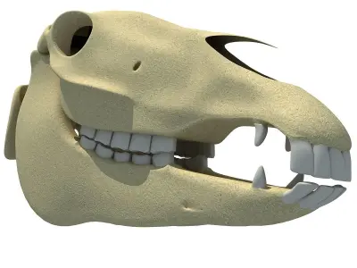 High Quality Horse Skull 3D model