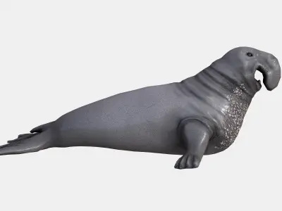 Elephant seal low poly Low-poly 3D model