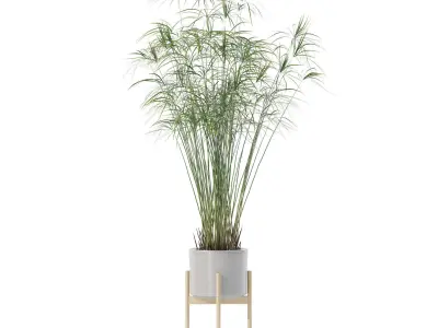 Cyperus papyrus in modern flower pot 3D model