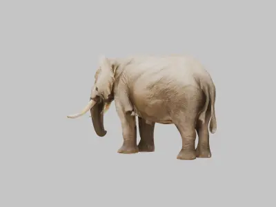 Realistic 3D Elephant Model - High Quality Animal Sculpture Low-poly 3D model