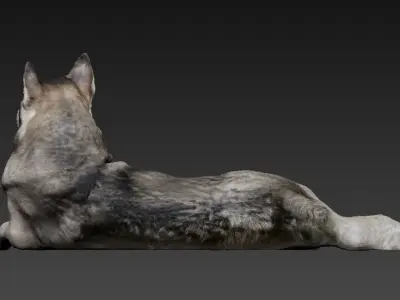 Husky dog lies - model 1 Low-poly 3d scan animal 3D model