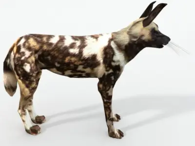 African Hunting Wild Dog Low-poly 3D model