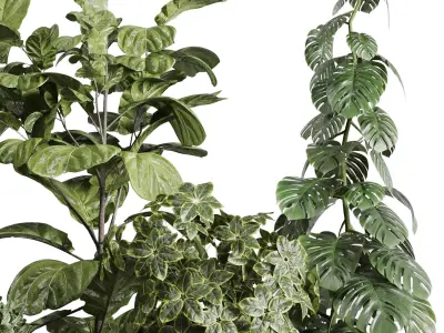 Collection indoor plant ficus lyrata monstera longhi godwin vase 3D model