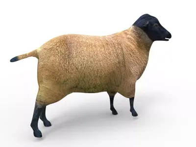 3D Sheep Rigged low poly  Low-poly 3D model