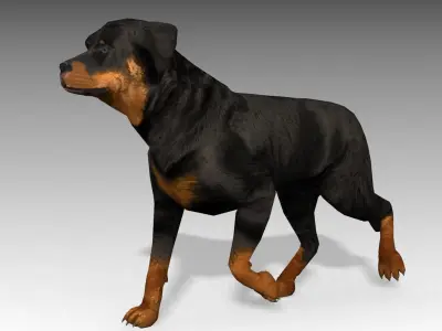 Rottweiler Animated Low-poly 3D model