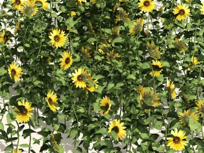 sunflower field Low-poly 3D model