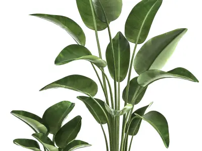 Banana palm in a rust pot for the interior 1037 3D model