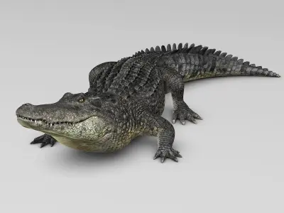 Alligator 3D model