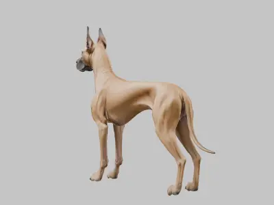 A majestic Great Dane Low-poly 3D model