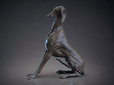 Dog Azawakh Symmetry   -  3D Sculpting 3D model