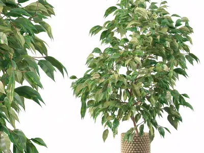 Ficus benjamina in wooden pot 3D model