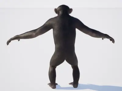 Chimpanzee 3D model purchase