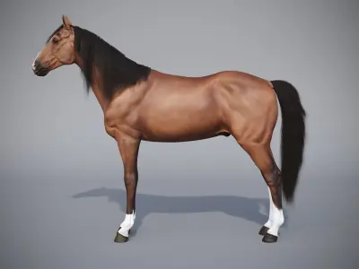 Horse in three poses  not animated Low-poly 3D model