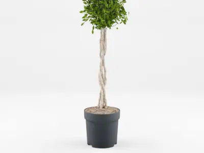 Collection of Chinese Banyan Tree 3D Models - 5 Models